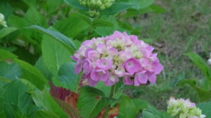 Frühjahr in Wdr und ARD ￼