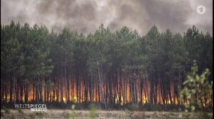 Waldbrände in Frankreich und Spanien